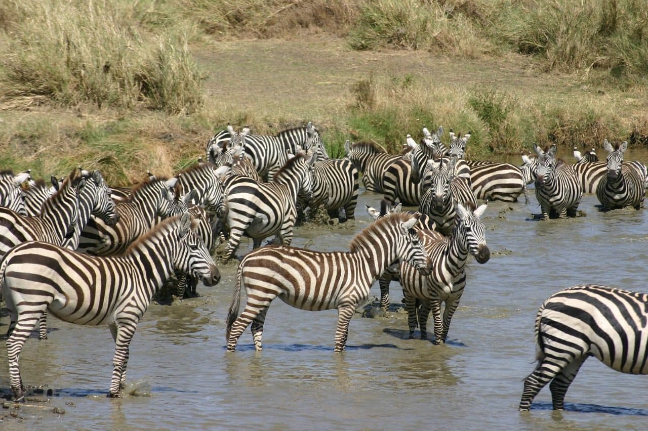 Zebras crossing a river during the Great Migration