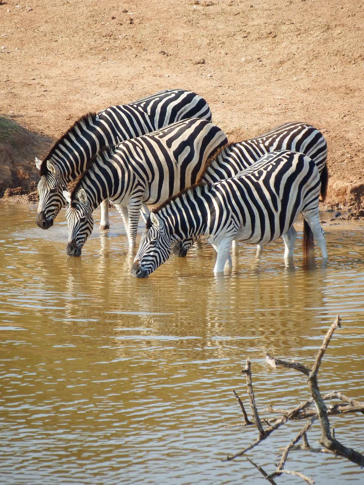 Zebras drinking at a Botswana waterhole