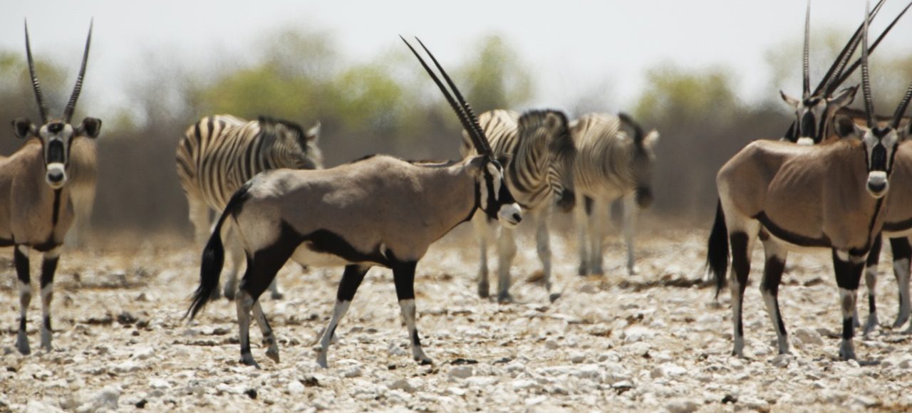 Fundani Tours DMC Namibia Safaris