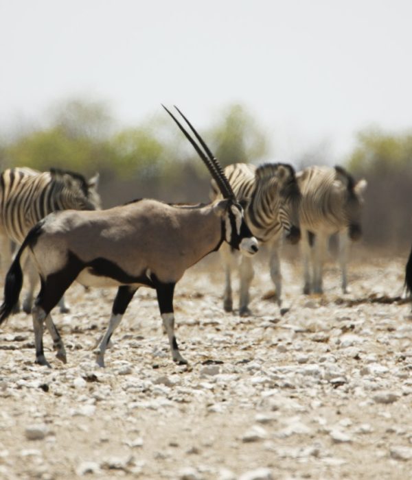 Fundani Tours DMC Namibia Safaris