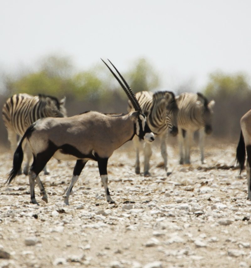 Fundani Tours DMC Namibia Safaris