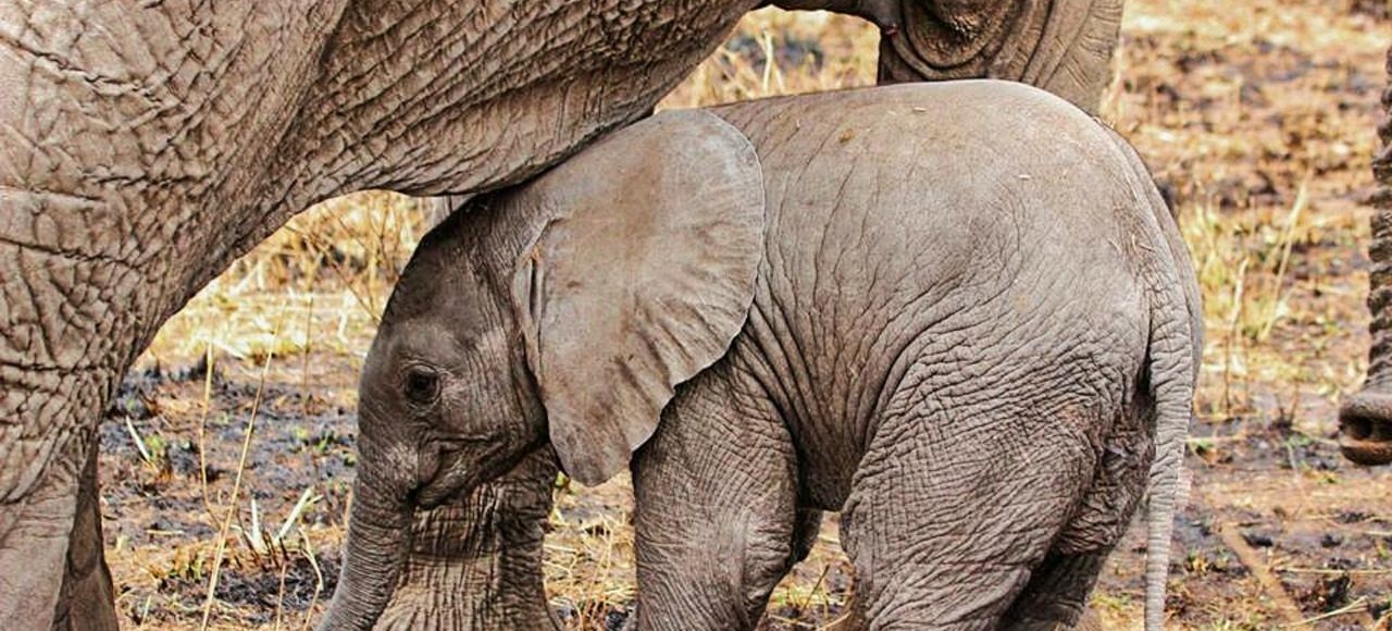 Fundani Tours DMC Wildlife Discovery. Kruger national park