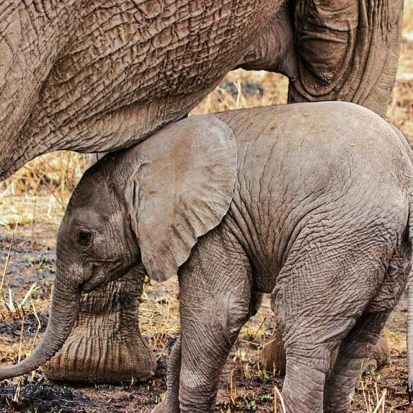 Fundani Tours DMC Wildlife Discovery. Kruger national park