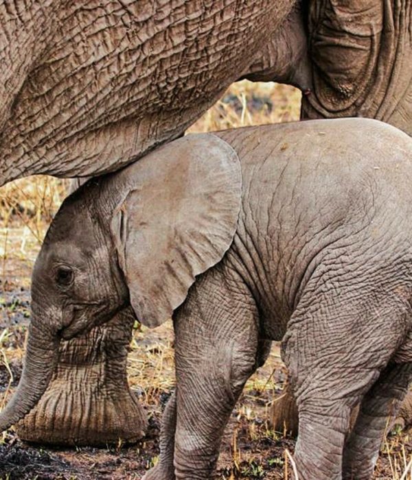 Fundani Tours DMC Wildlife Discovery. Kruger national park