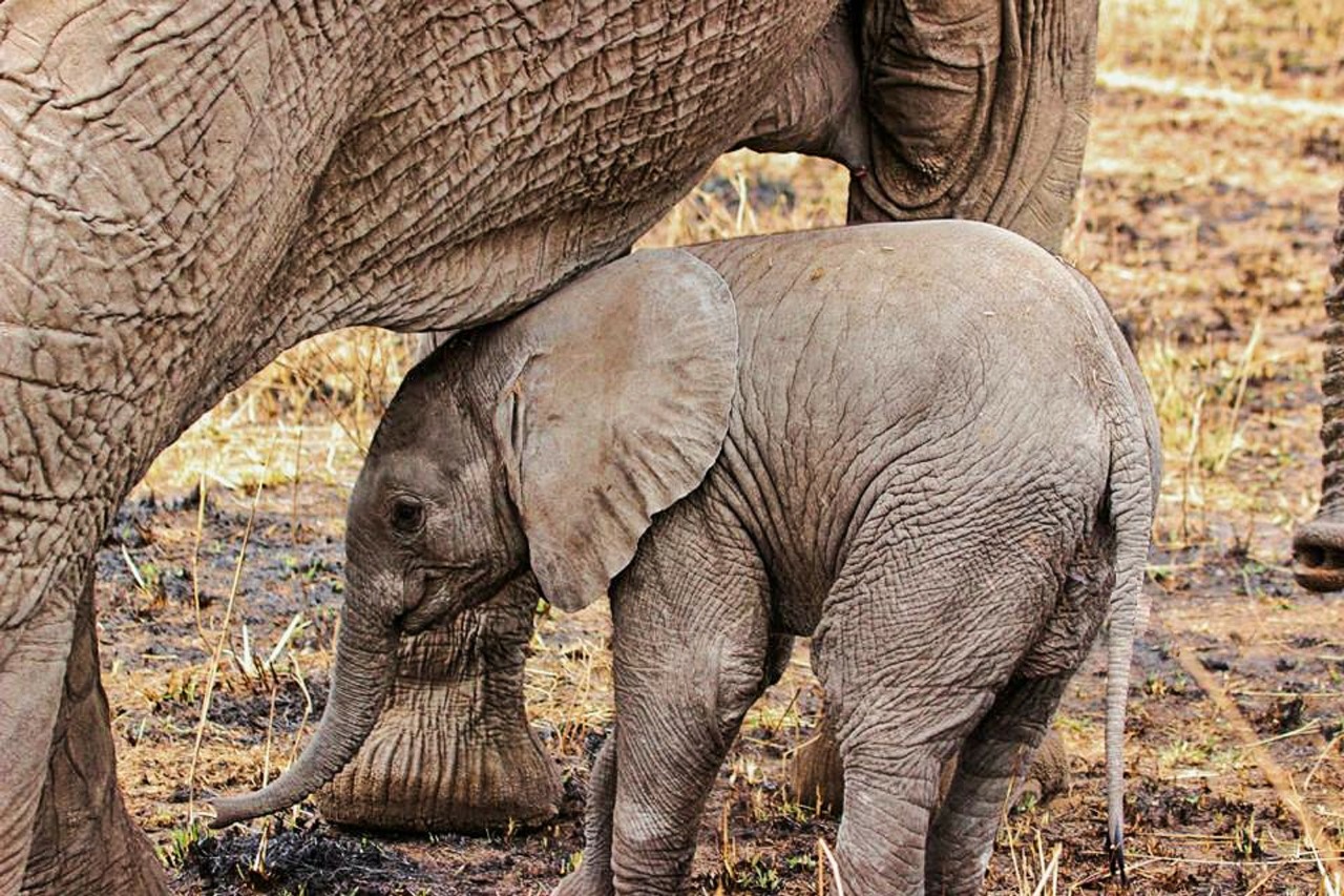 Fundani Tours DMC Wildlife Discovery. Kruger national park