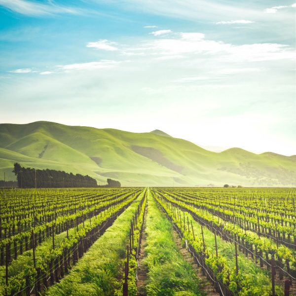 Fundani Tours winelands and garden route tour