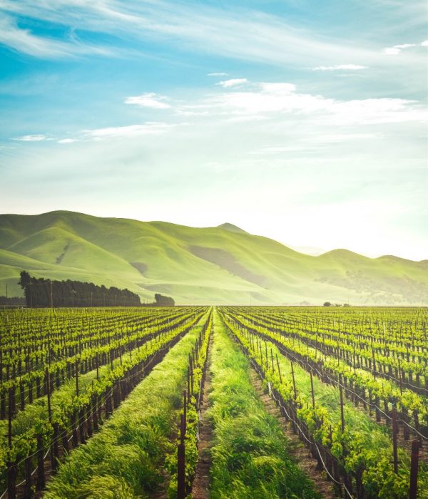 Fundani Tours winelands and garden route tour