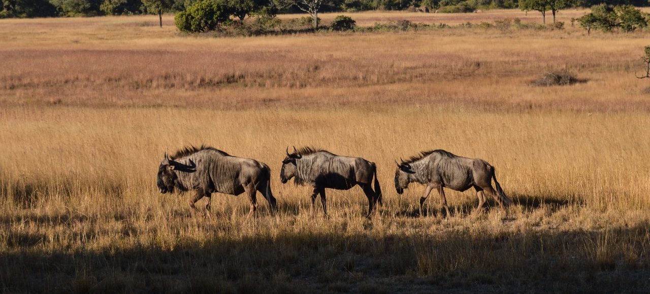 Fundani Tours DMC Tanzania Safaris