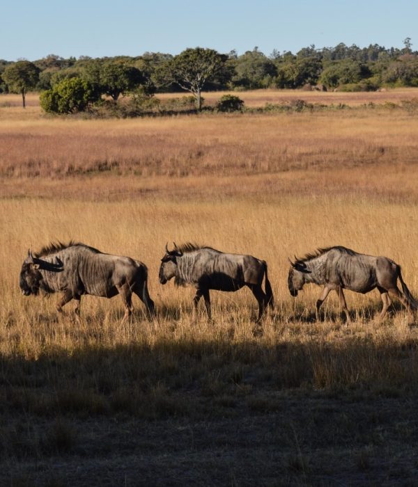 Fundani Tours DMC Tanzania Safaris