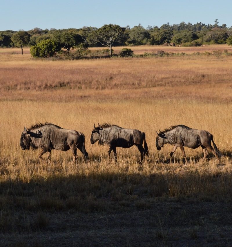 Fundani Tours DMC Tanzania Safaris