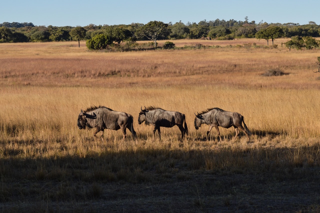 Fundani Tours DMC Tanzania Safaris