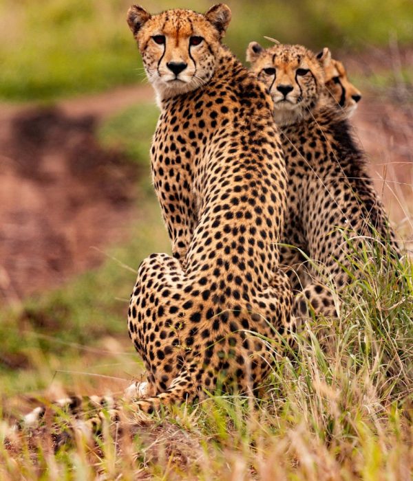 JOHANNESBURG to HAZYVIEW via PANORAMA ROUTE