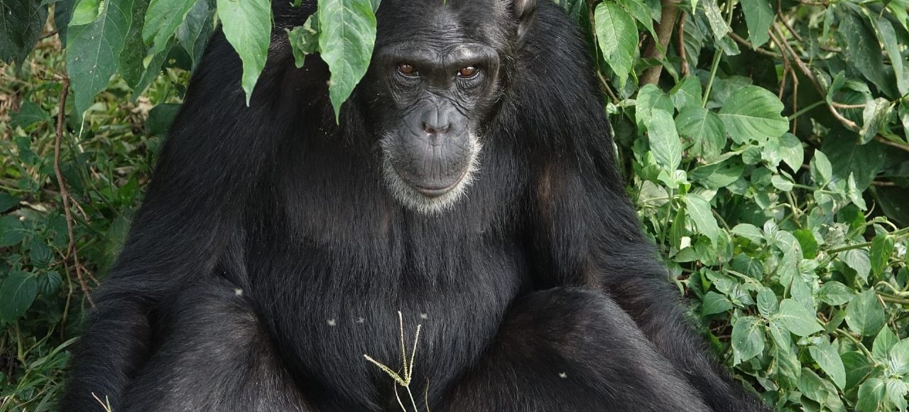 Fundani Tours DMC Uganda Gorilla Safaris