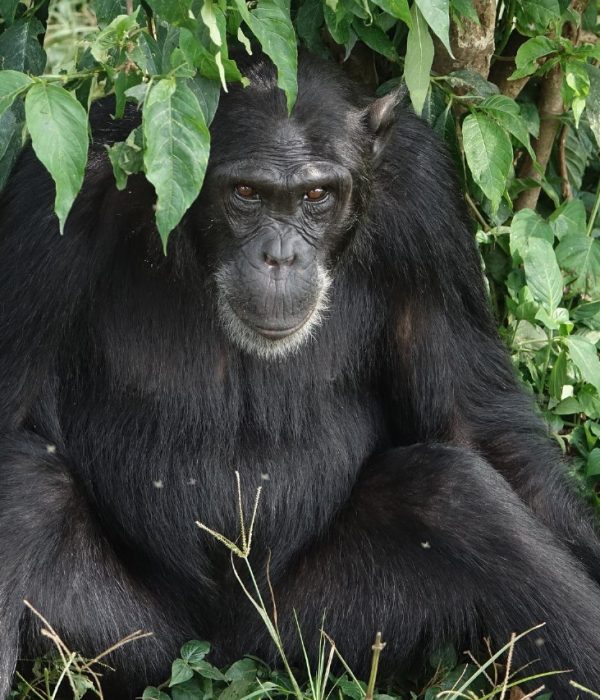 Fundani Tours DMC Uganda Gorilla Safaris