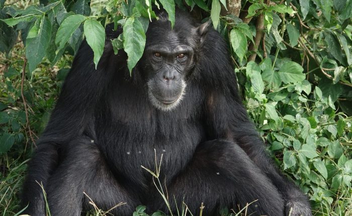 Fundani Tours DMC Uganda Gorilla Safaris