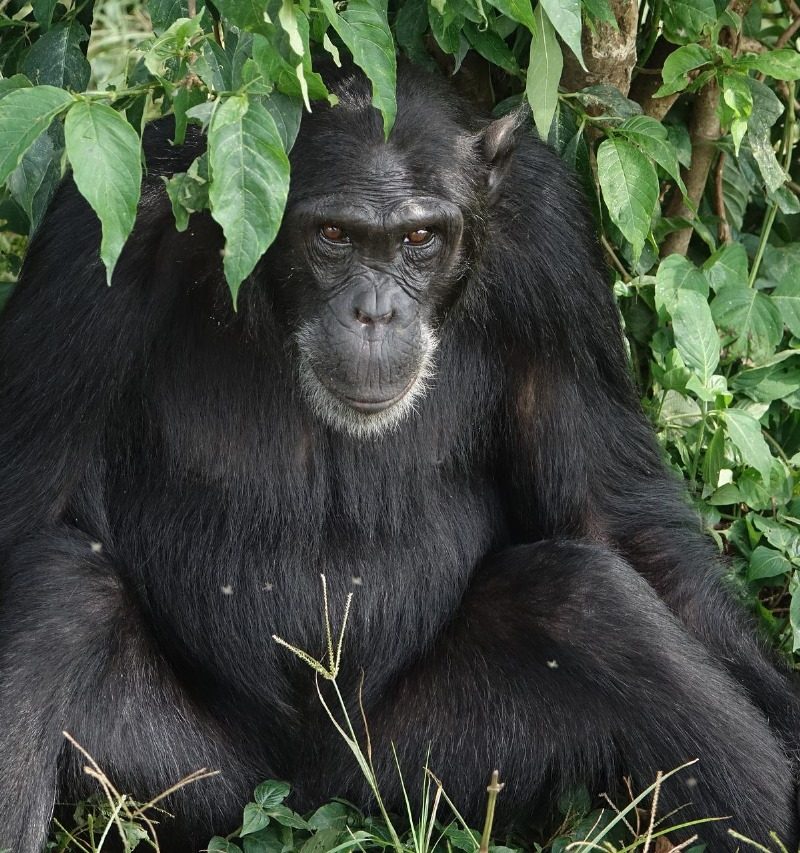 Fundani Tours DMC Uganda Gorilla Safaris