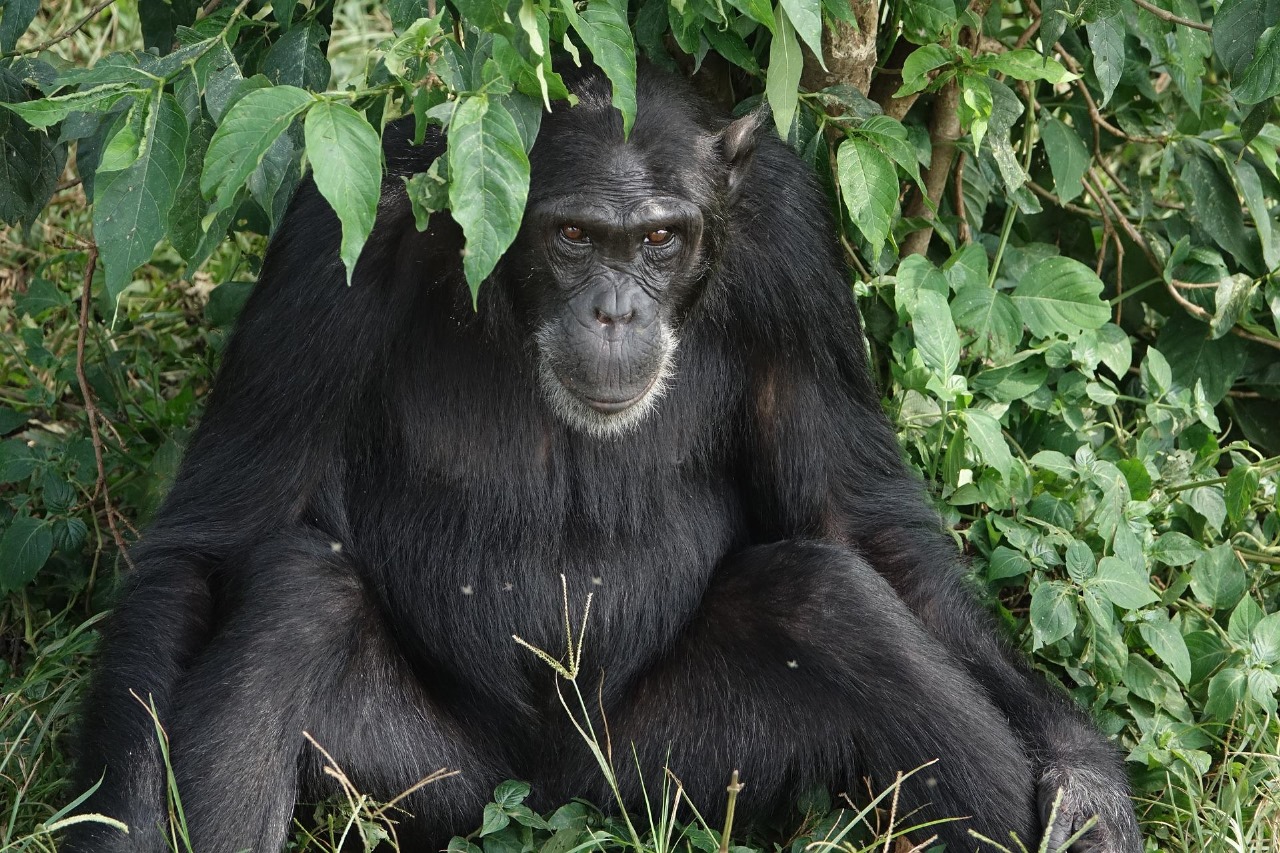 Fundani Tours DMC Uganda Gorilla Safaris