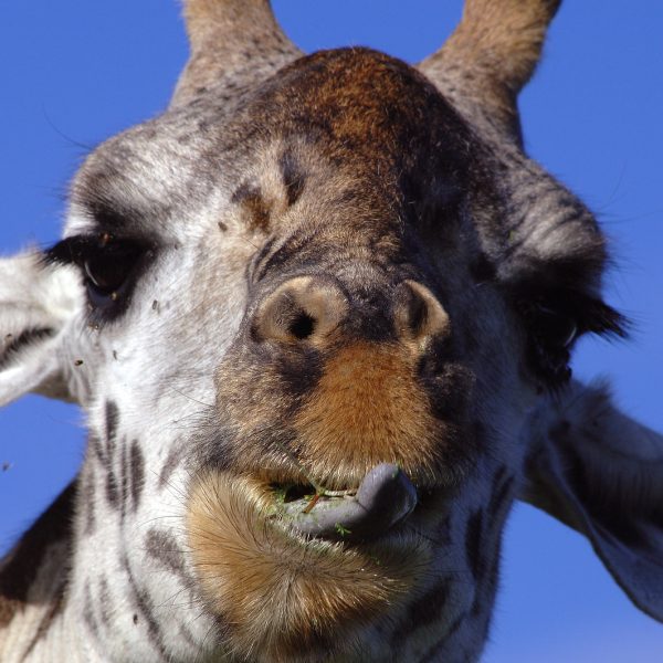 Fundani Tours DMC South African Eco Explorer 18 Days