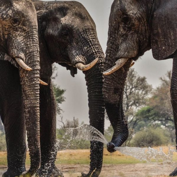 Fundani Tours DMC Victoria Falls and Hwange Circuit 7 Days Safaris