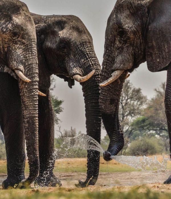 Fundani Tours DMC Victoria Falls and Hwange Circuit 7 Days Safaris