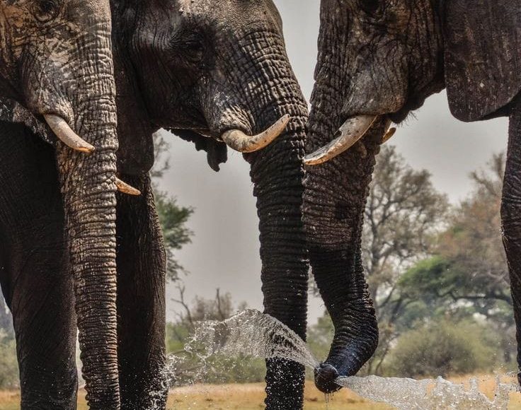 Fundani Tours DMC Victoria Falls and Hwange Circuit 7 Days Safaris