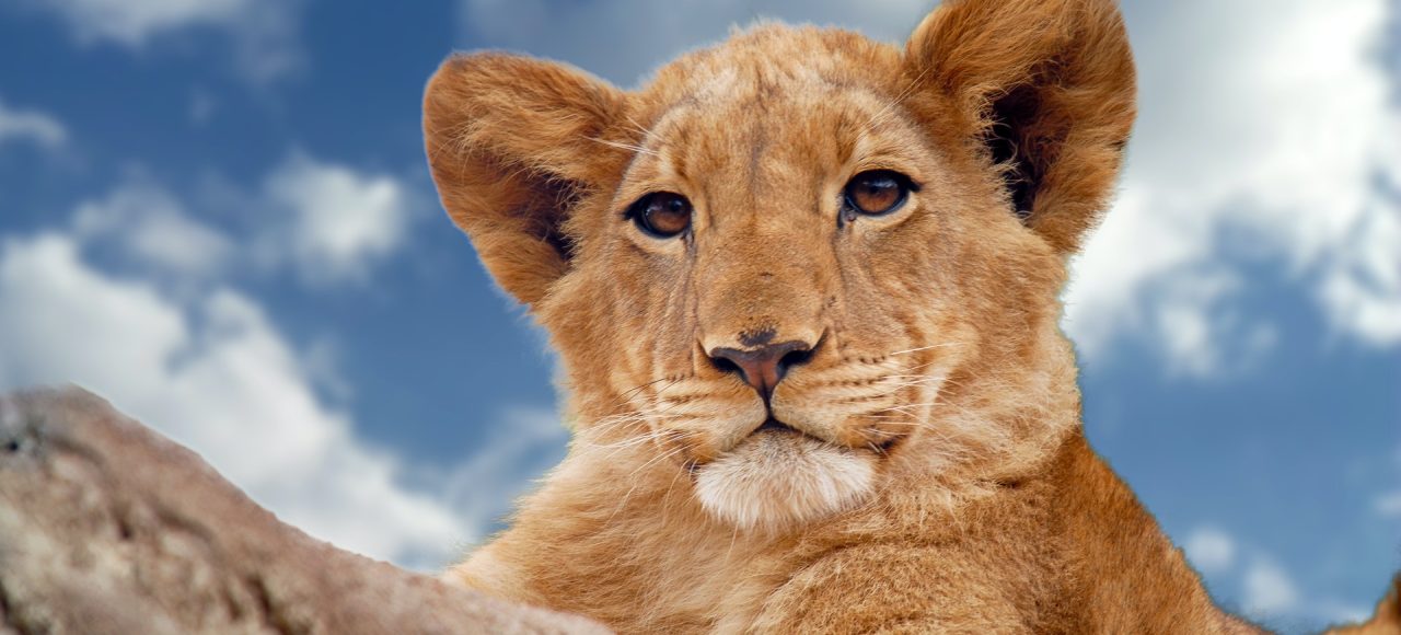 Fundani Tours DMC Wild and ScenicSafaris
