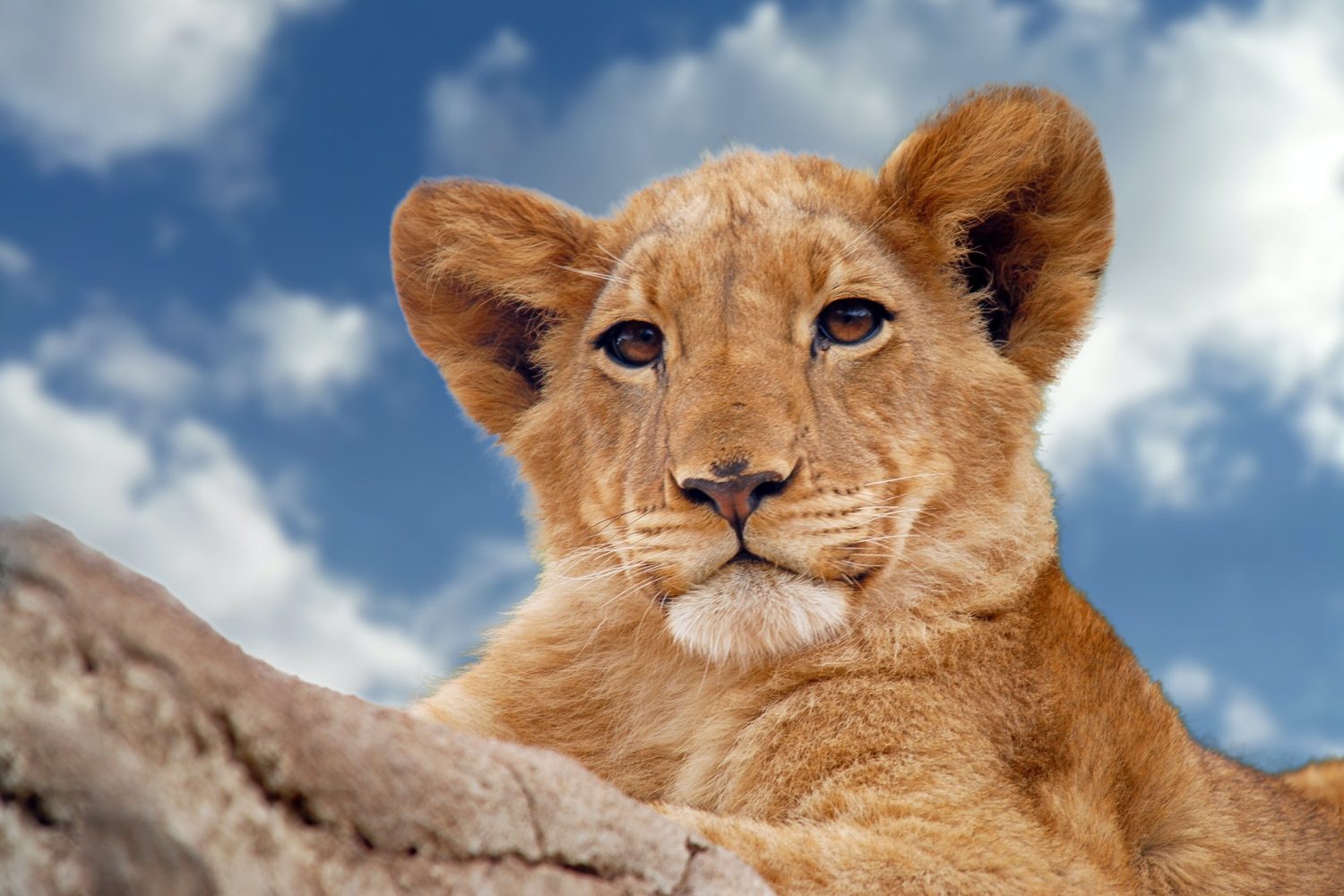 Fundani Tours DMC Wild and ScenicSafaris