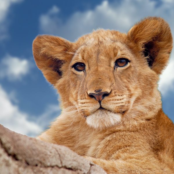 Fundani Tours DMC Wild and ScenicSafaris