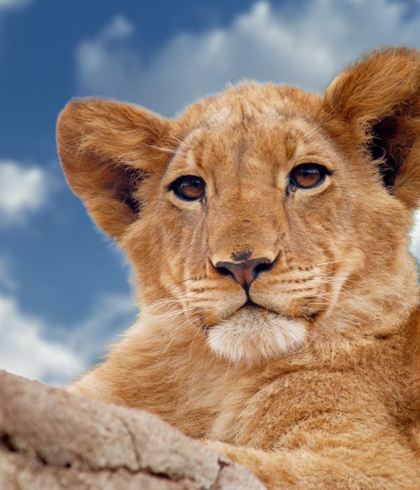 Fundani Tours DMC Wild and ScenicSafaris