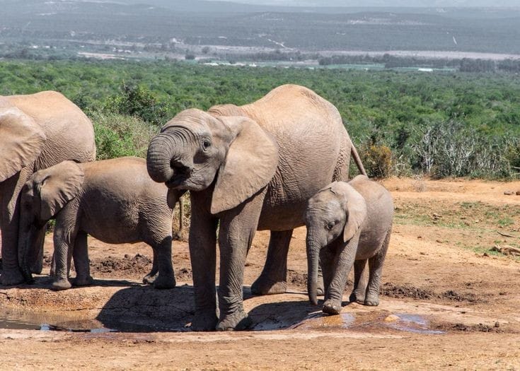 Fundani Tours Garden Route Essentials 3 Days