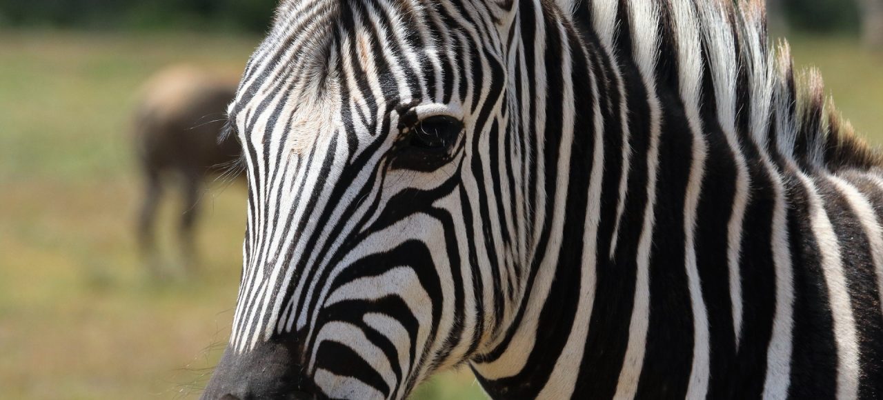 Fundani Tours DMC Kruger Explorer Safari 5 Days