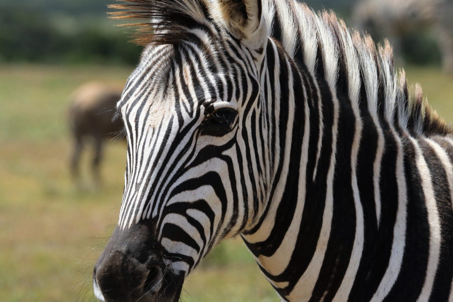 Fundani Tours DMC Kruger Explorer Safari 5 Days
