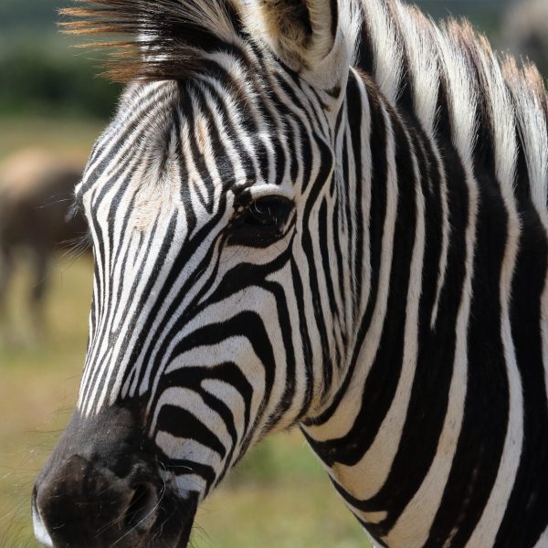 Fundani Tours DMC Kruger Explorer Safari 5 Days