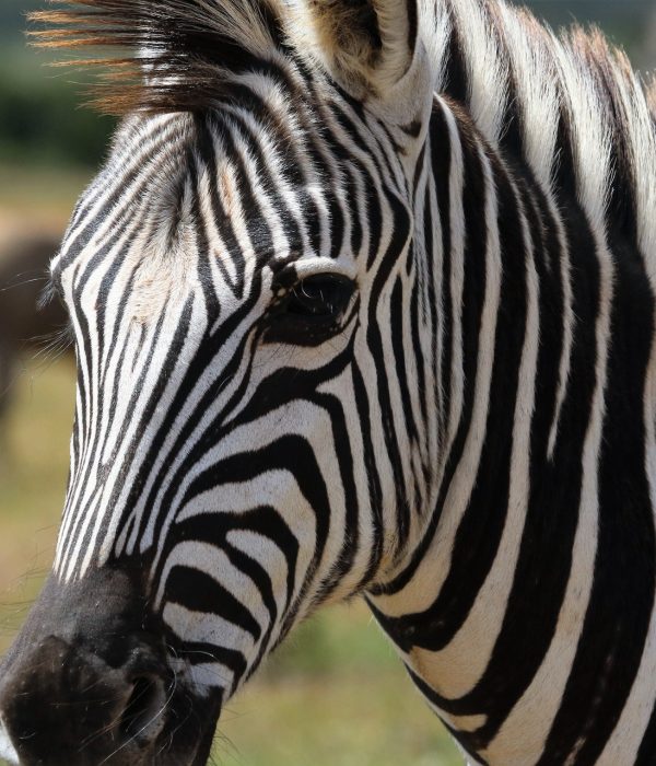 Fundani Tours DMC Kruger Explorer Safari 5 Days