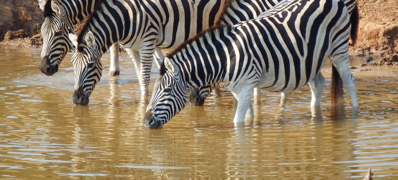 Fundani Tours DMC Botswana Under Safari Skies 11Days