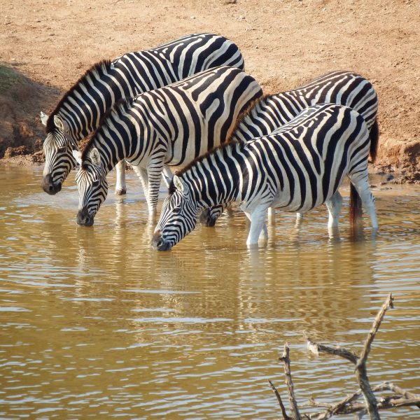 Fundani Tours DMC Botswana Under Safari Skies 11Days