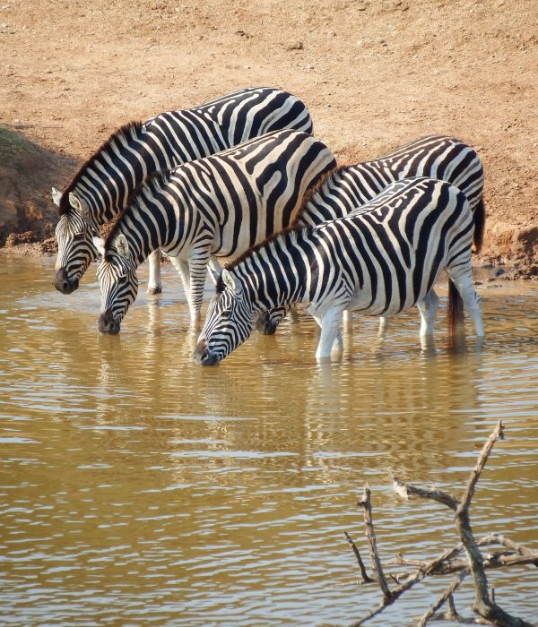 Fundani Tours DMC Botswana Under Safari Skies 11Days