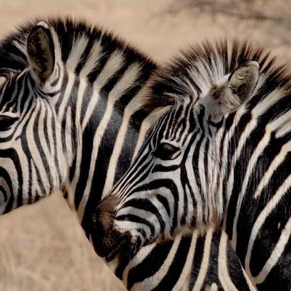Fundani Tours DMC Eco Ranger Experience 7 Days