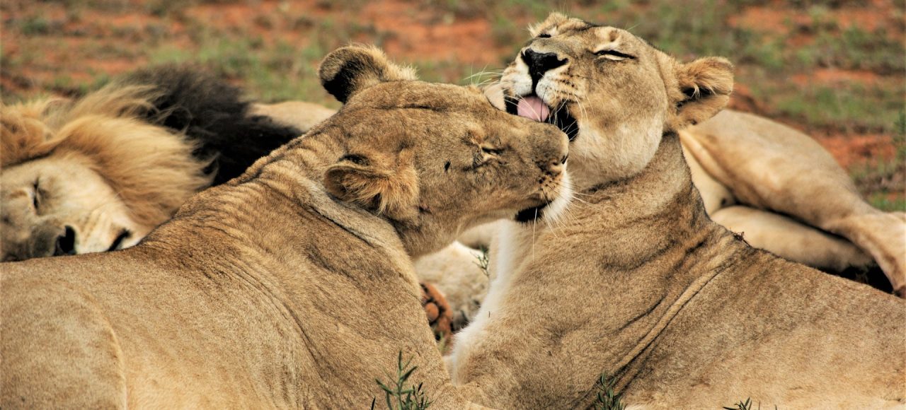 Fundani Tours DMC Kruger National Park Safari 3 Days