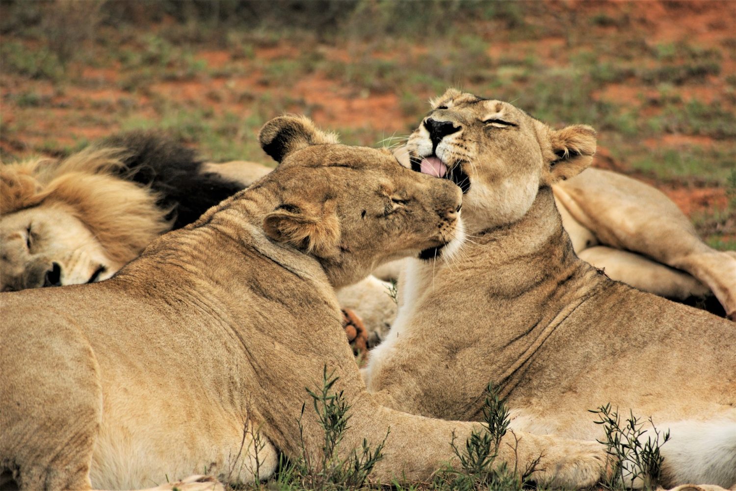 Fundani Tours DMC Kruger National Park Safari 3 Days