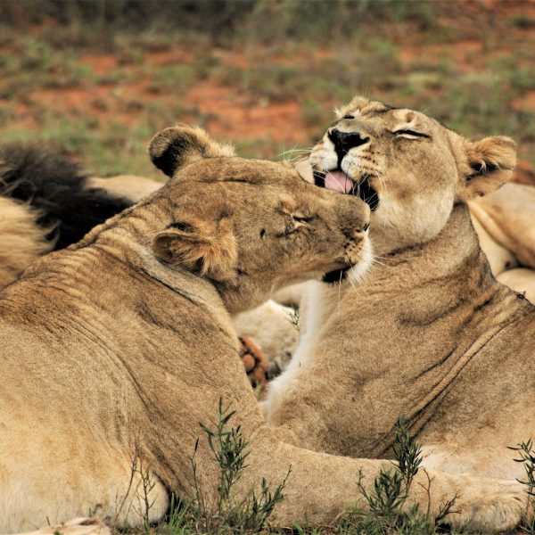 Fundani Tours DMC Kruger National Park Safari 3 Days