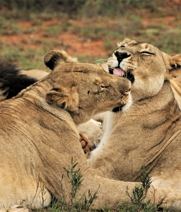 Fundani Tours DMC Kruger National Park Safari 3 Days